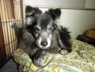 �h�b�O���K���b�X��@RAINDOGS CAFE