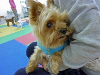 �h�b�O���K���b�X�����O��