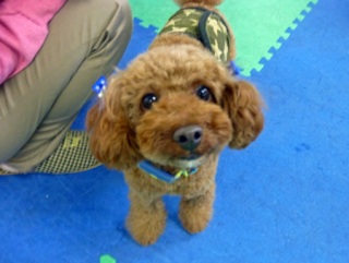 �h�b�O���K���b�X�����O��