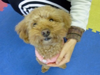 �h�b�O���K���b�X�����O��