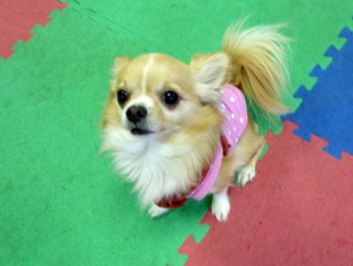 �h�b�O���K���b�X�����O��