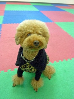 �h�b�O���K���b�X�����O��