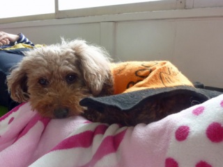 �h�b�O���K���b�X�����O��