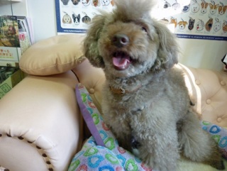 �h�b�O���K���b�X�����O��