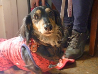 �h�b�O���K���b�X�����q�`�h�m�c�n�f�r�b�`�e�d