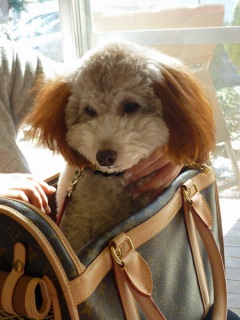 �h�b�O���K���b�X�����q�`�h�m�c�n�f�r�b�`�e�d