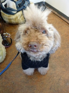 �h�b�O���K���b�X�����q�`�h�m�c�n�f�r�b�`�e�d