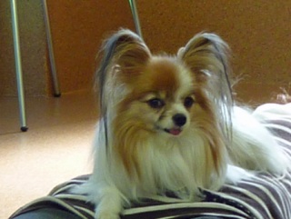 �h�b�O���K�N���X��Skywan!dogschool