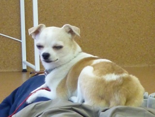 �h�b�O���K�N���X��Skywan!dogschool