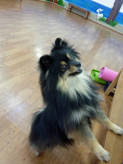 �h�b�O���K���b�X�����x���V�A��