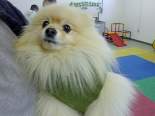 �h�b�O���K���b�X�����O��