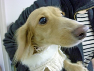 �h�b�O���K���b�X�����O��