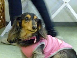 �h�b�O���K���b�X�����O��