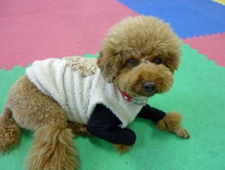 �h�b�O���K���b�X�����O��