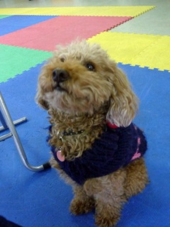 �h�b�O���K���b�X�����O��