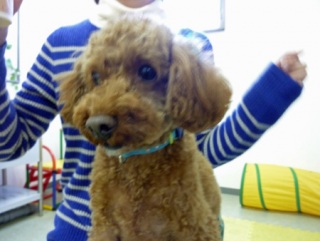 �h�b�O���K���b�X�����O��