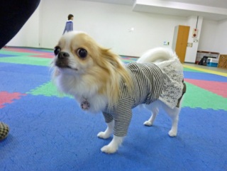 �h�b�O���K���b�X�����O��