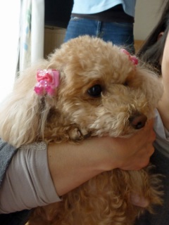 �h�b�O���K���b�X�������̂Ƃ��₳��