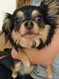 �h�b�O���K���b�X�������̂Ƃ��₳��