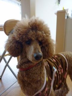 �h�b�O���K���b�X�������̂Ƃ��₳��