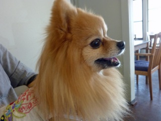 �h�b�O���K���b�X�����q�`�h�m�c�n�f�r�b�`�e�d