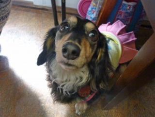 �h�b�O���K���b�X�����q�`�h�m�c�n�f�r�b�`�e�d