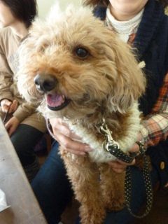 �h�b�O���K���b�X�����q�`�h�m�c�n�f�r�b�`�e�d