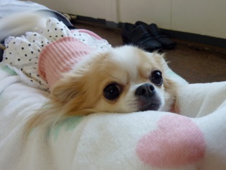 �h�b�O���K���b�X�����q�`�h�m�c�n�f�r�b�`�e�d