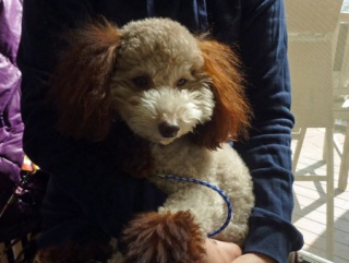 �h�b�O���K���b�X�����q�`�h�m�c�n�f�r�b�`�e�d