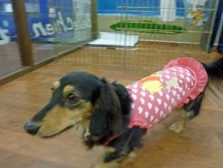 �h�b�O���K���b�X�����x���V�A��