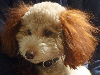 �h�b�O���K���b�X�����x���V�A��