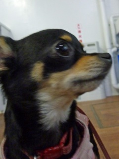 �h�b�O���K���b�X�����x���V�A��