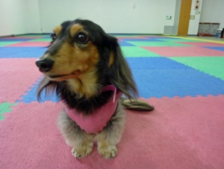 �h�b�O���K���b�X�����O��