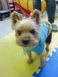 �h�b�O���K���b�X�����O��