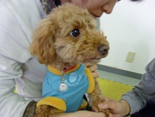 �h�b�O���K���b�X�����O��