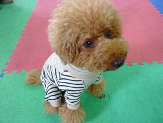 �h�b�O���K���b�X�����O��