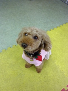 �h�b�O���K���b�X�����O��