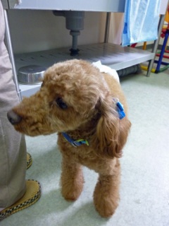 �h�b�O���K���b�X�����O��