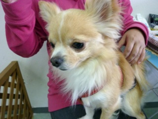 �h�b�O���K���b�X�����O��