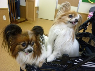 �h�b�O���K�N���X��Skywan!Dogschool