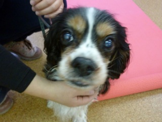 �h�b�O���K�N���X��Skywan!Dogschool