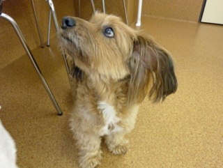 �h�b�O���K�N���X��Skywan!Dogschool