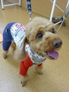 �h�b�O���K�N���X��Skywan!Dogschool