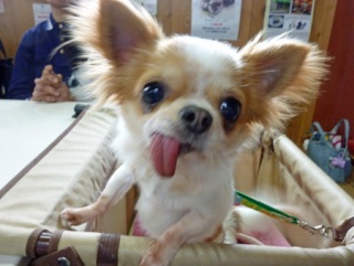 �h�b�O���K���b�X�����h�b�O�J�t�F�����f�B