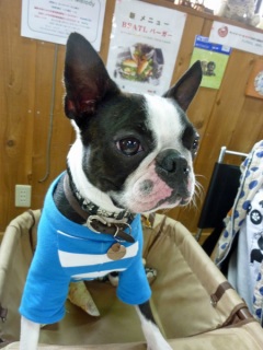 �h�b�O���K���b�X�����h�b�O�J�t�F�����f�B