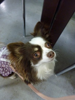 �h�b�O���K���b�X�����h�b�O�J�t�F�����f�B