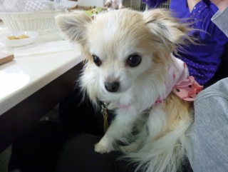 �h�b�O���K���b�X�����h�b�O�J�t�F�����f�B