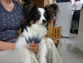 �h�b�O���K���b�X�����h�b�O�J�t�F�����f�B