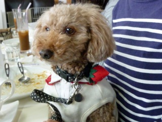 �h�b�O���K���b�X�����h�b�O�J�t�F�����f�B