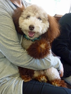 �h�b�O���K���b�X�����q�`�h�m�c�n�f�r�b�`�e�d